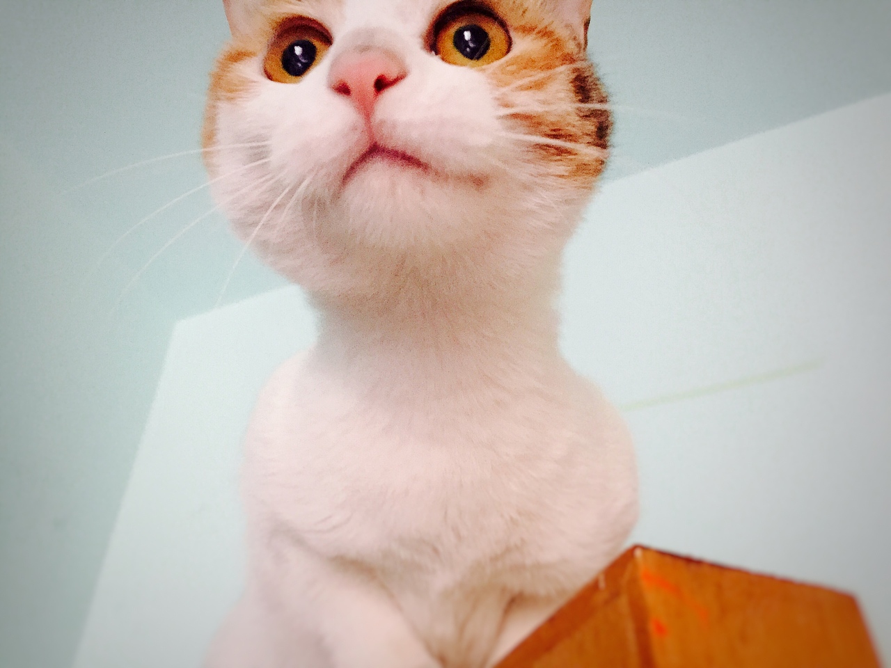 老娘是一只高傲的cat