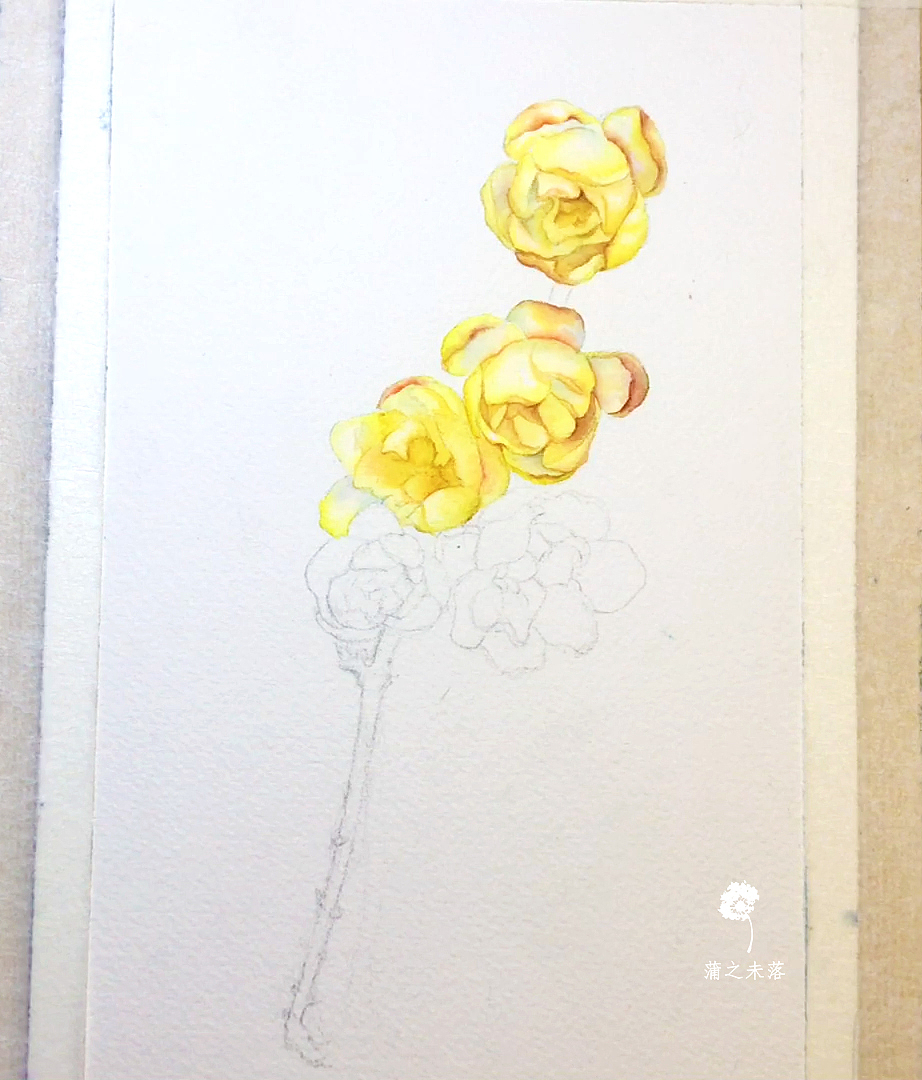 水彩绘——腊梅，天气一冷我就会疯狂的想念她的味道（图ZMTA0NDY4Mzky） - 绘画 - 站酷设计师蒲之未落原创素材 - 站酷ZCOOL