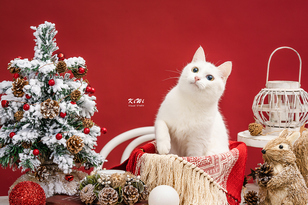 宠物摄影 | 圣诞小猫咪（图ZMTg5MDUzMDIw） - 宠物摄影 - 站酷设计师Sisy猫耳朵原创素材 - 站酷ZCOOL