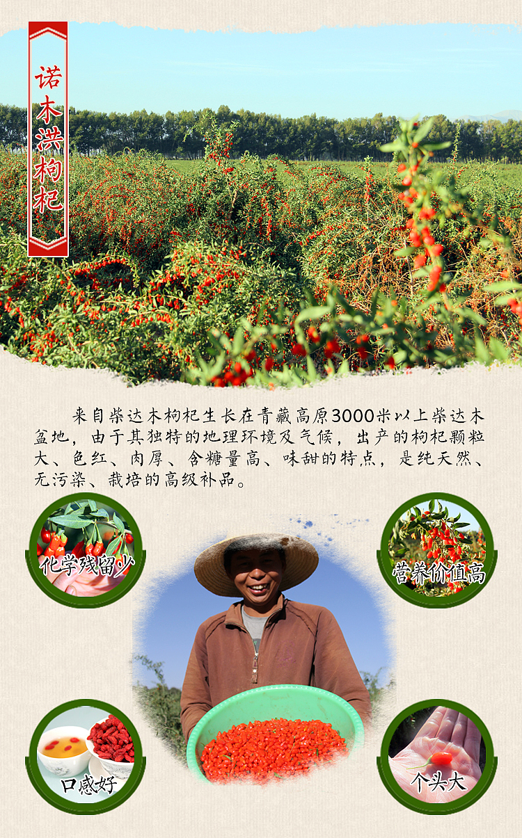 枸杞 杞澳 诺木洪 柴达木 青海 特产 保健品 绿色食品 原生态（图ZMzMwNjU4MjQ=） - 运营设计 - 站酷设计师buwuzhi原创素材 - 站酷ZCOOL