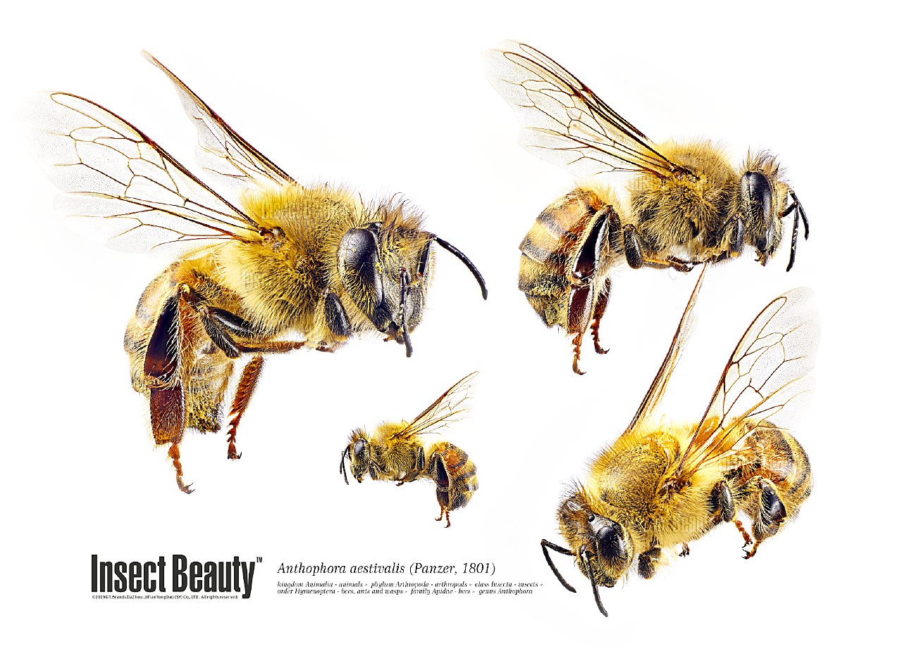 勤劳的蜜蜂图片大全-勤劳的蜜蜂高清图片下载-觅知网