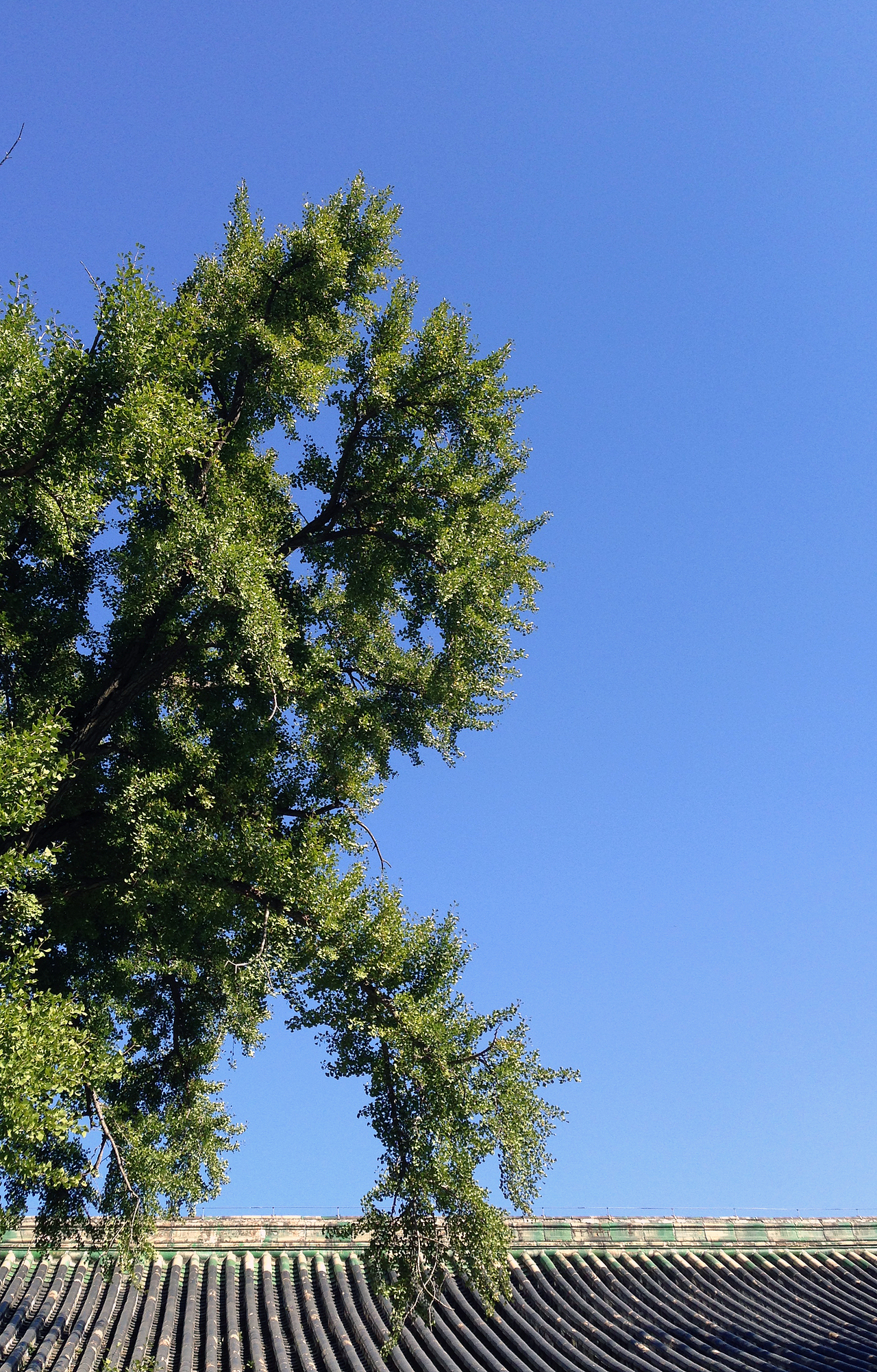 iphone原色摄影_京城天蓝_小尾猫爷-站酷zcool