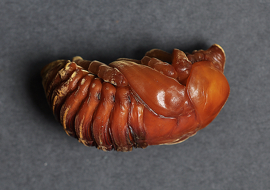 双叉犀金龟(母蛹) br>·我跟随我心中的战士而来 br>(蛹期大约一个月)