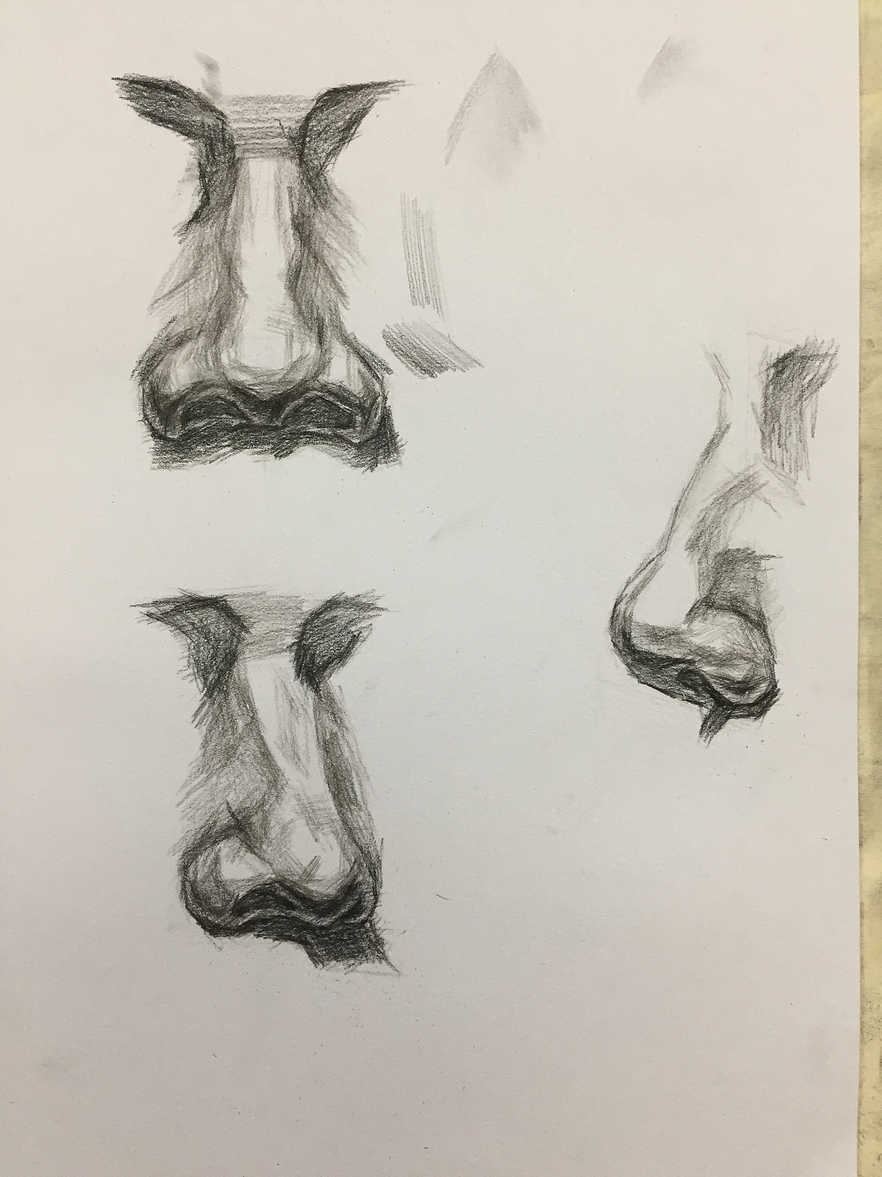 鼻子|纯艺术|绘画|werdedeage_原创作品-站酷zcool