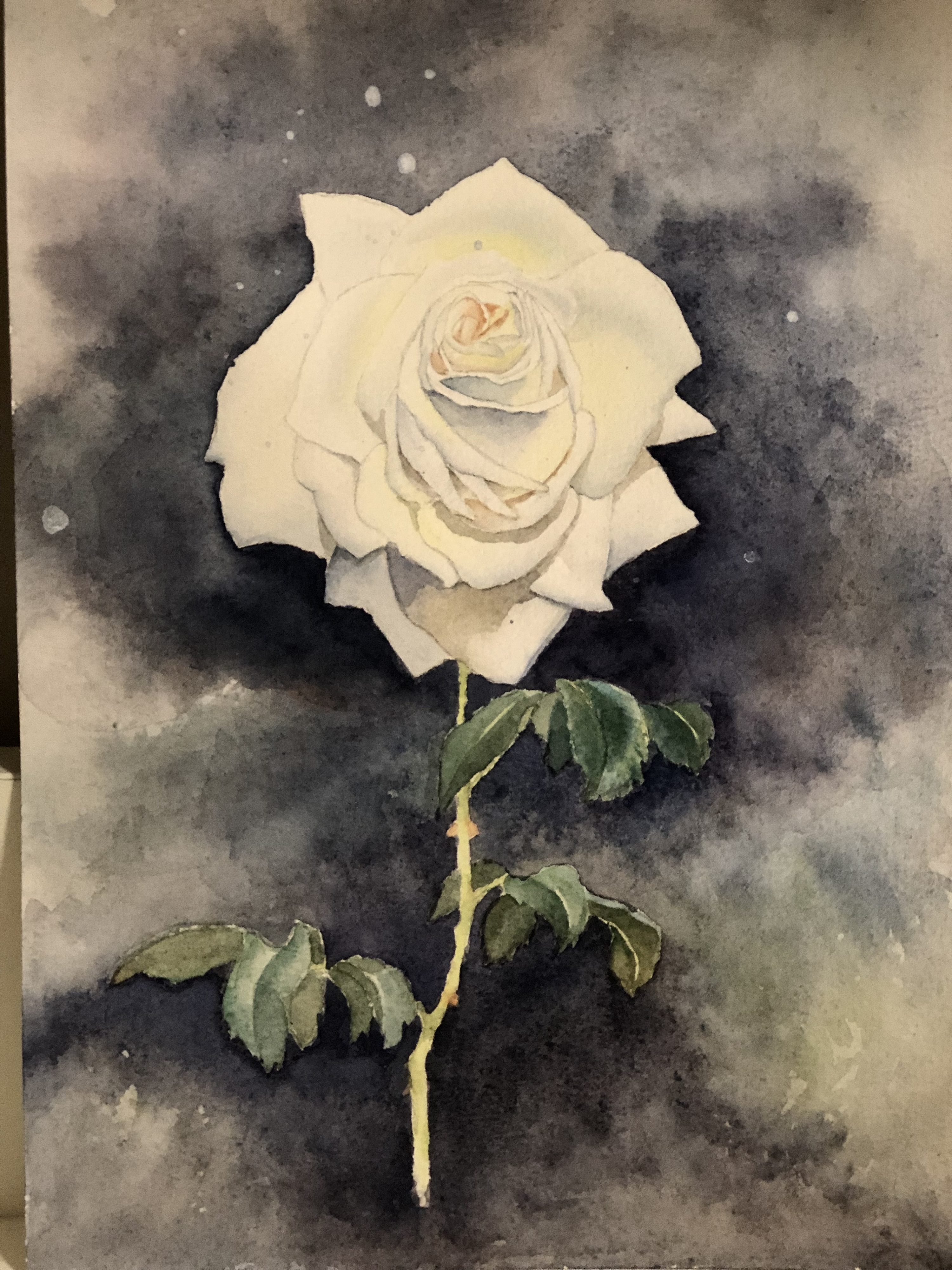 重画了一次白玫瑰