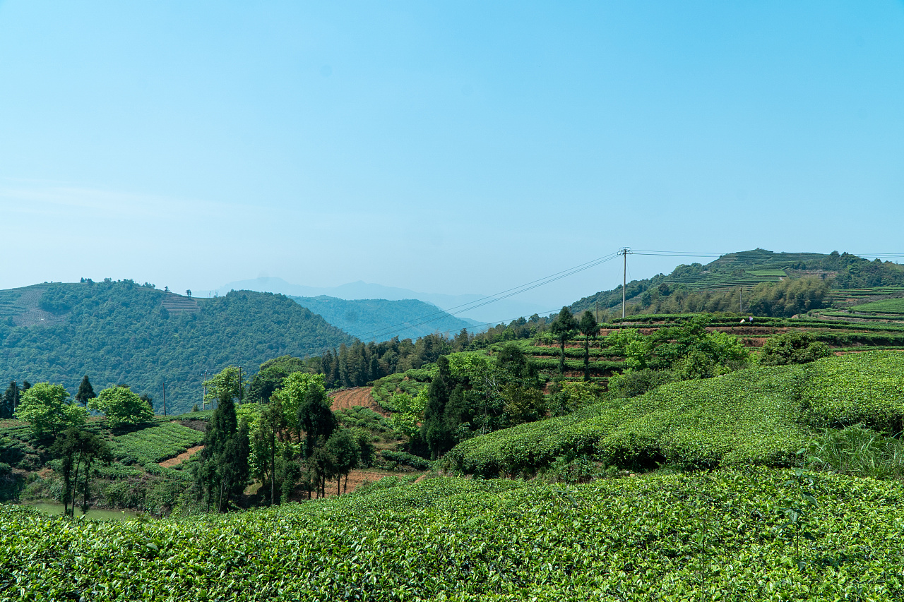 面朝大海的福鼎茶园