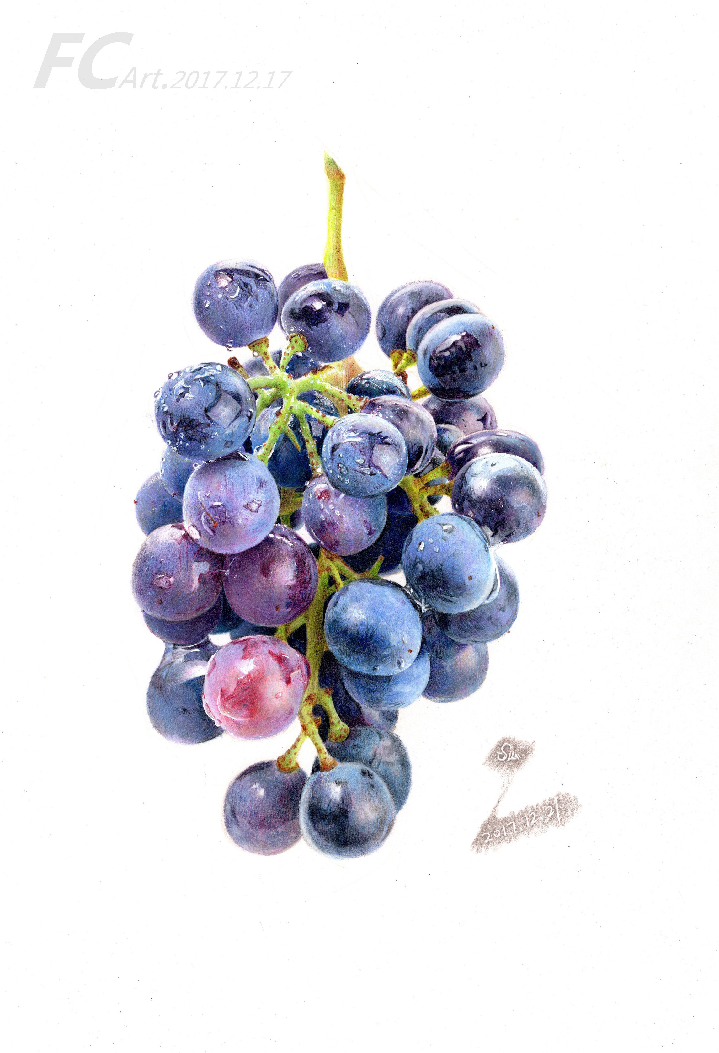 水彩画葡萄 水彩画葡萄的画法步骤视频 - 水彩迷