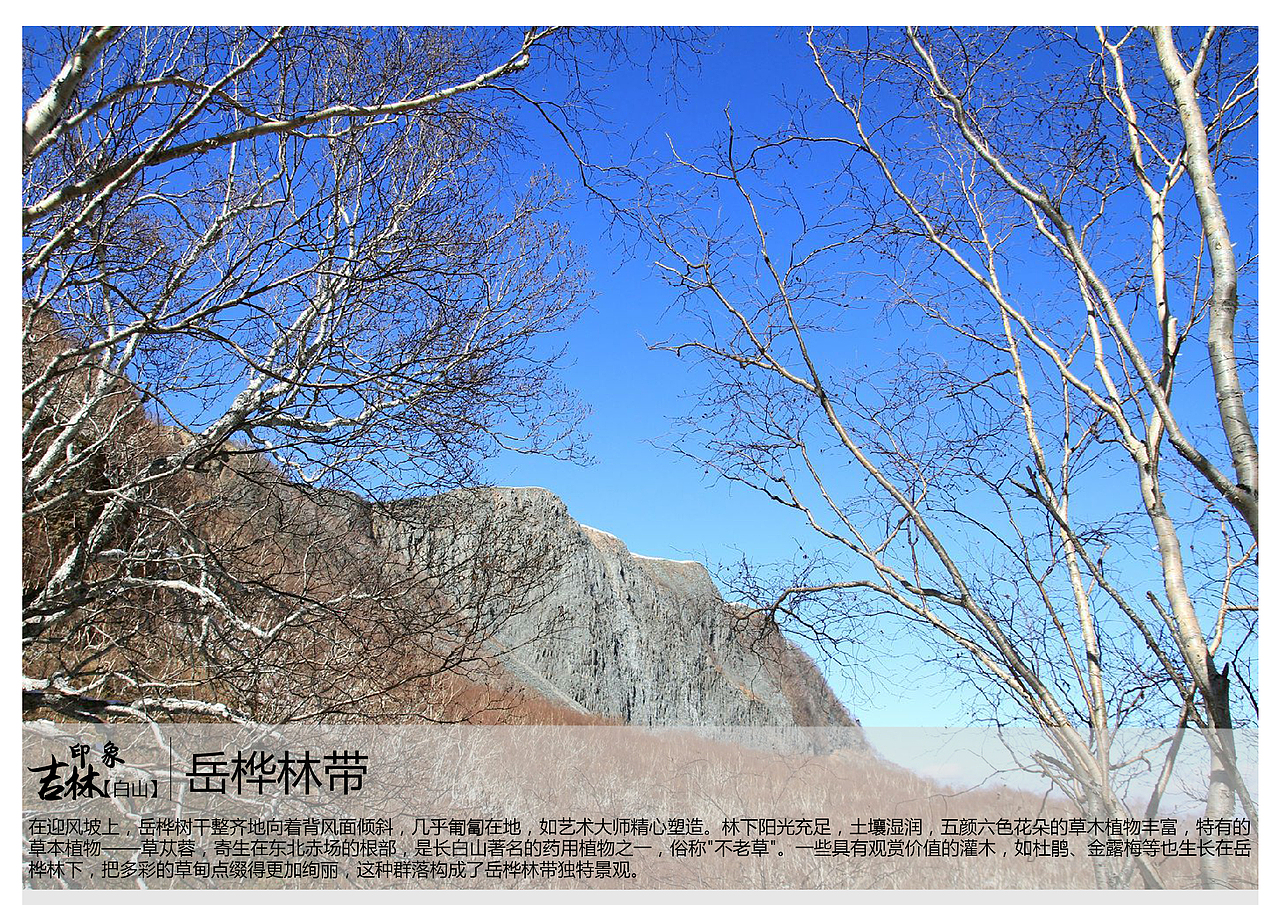 在迎风坡上,岳桦树干整齐地向着背风面倾斜,几乎匍匐在地,如艺术大师精心塑造。林下阳光充足,土壤湿润,五颜六色花朵的草木植物丰富,特有的草本植物——草苁蓉,寄生在东北赤场的根部,是长白山著名的药用植物之一,俗称"不老草"。一些具有观赏价值的灌木,如杜鹃、金露梅等也生长在岳桦林下,把多彩的草甸点缀得更加绚丽,这种群落构成了岳桦林带独特景观。