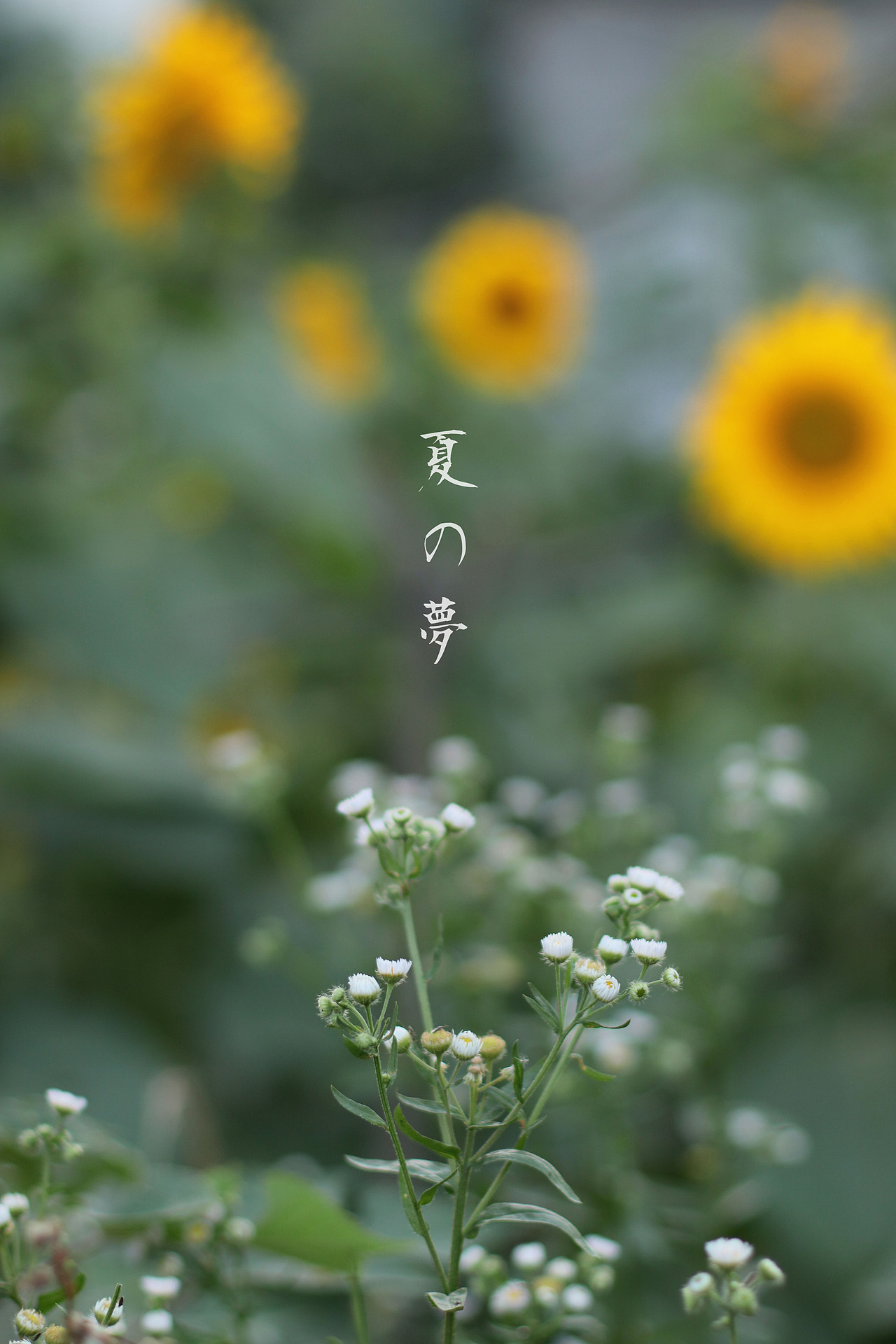 乡趣（图ZMTE4OTE2NzAw） - 人像摄影 - 站酷设计师薄荷味的笑原创素材 - 站酷ZCOOL