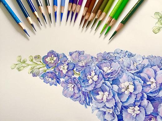 彩铅植物花卉-精微素描花卉