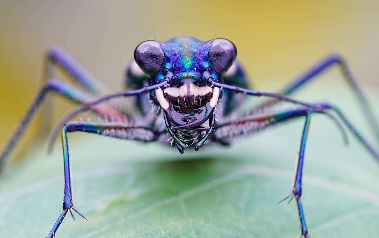 树蜥 叩甲 虎甲 鸟粪蛛 广翅腊蝉 瓢虫的卵