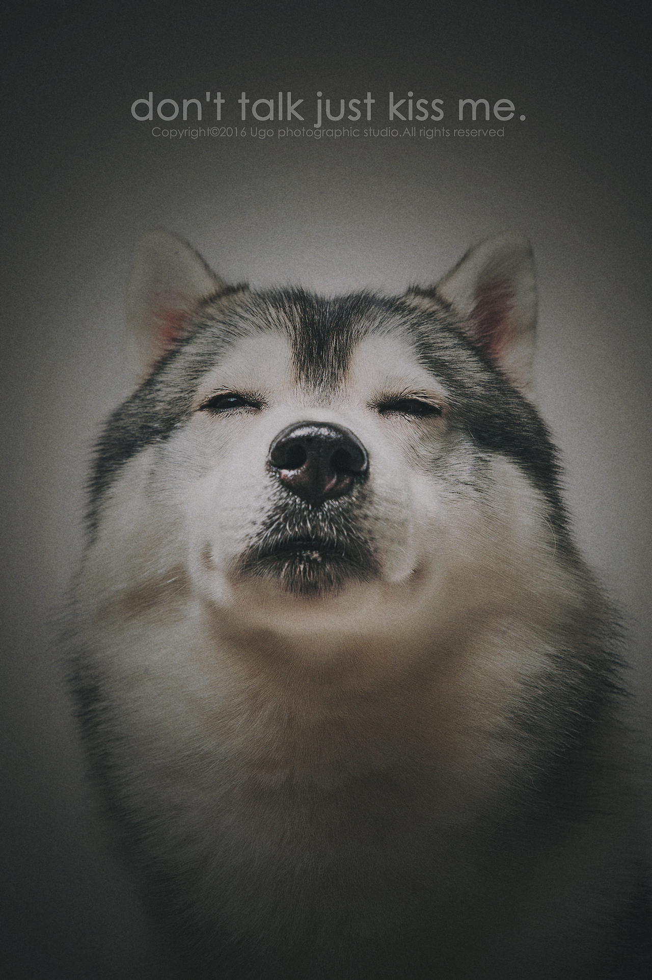 The sounds of silence【动物摄影师何某某个人作品6】（图ZNDQ2NjE3NDA=） - 宠物摄影 - 站酷设计师超级何某某原创素材 - 站酷ZCOOL