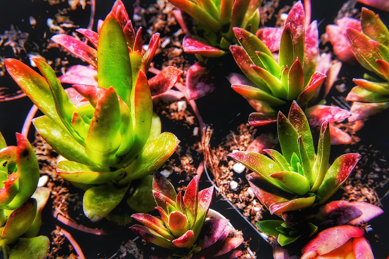 又是一大波多肉袭来