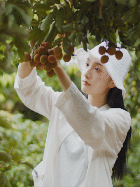 #唐荔荔# 荔枝|岭南文化