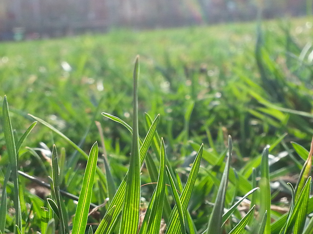 校园操场的小草