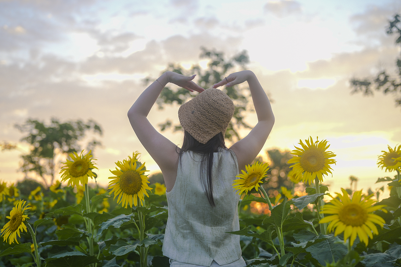 被这一片向日葵治愈🌻