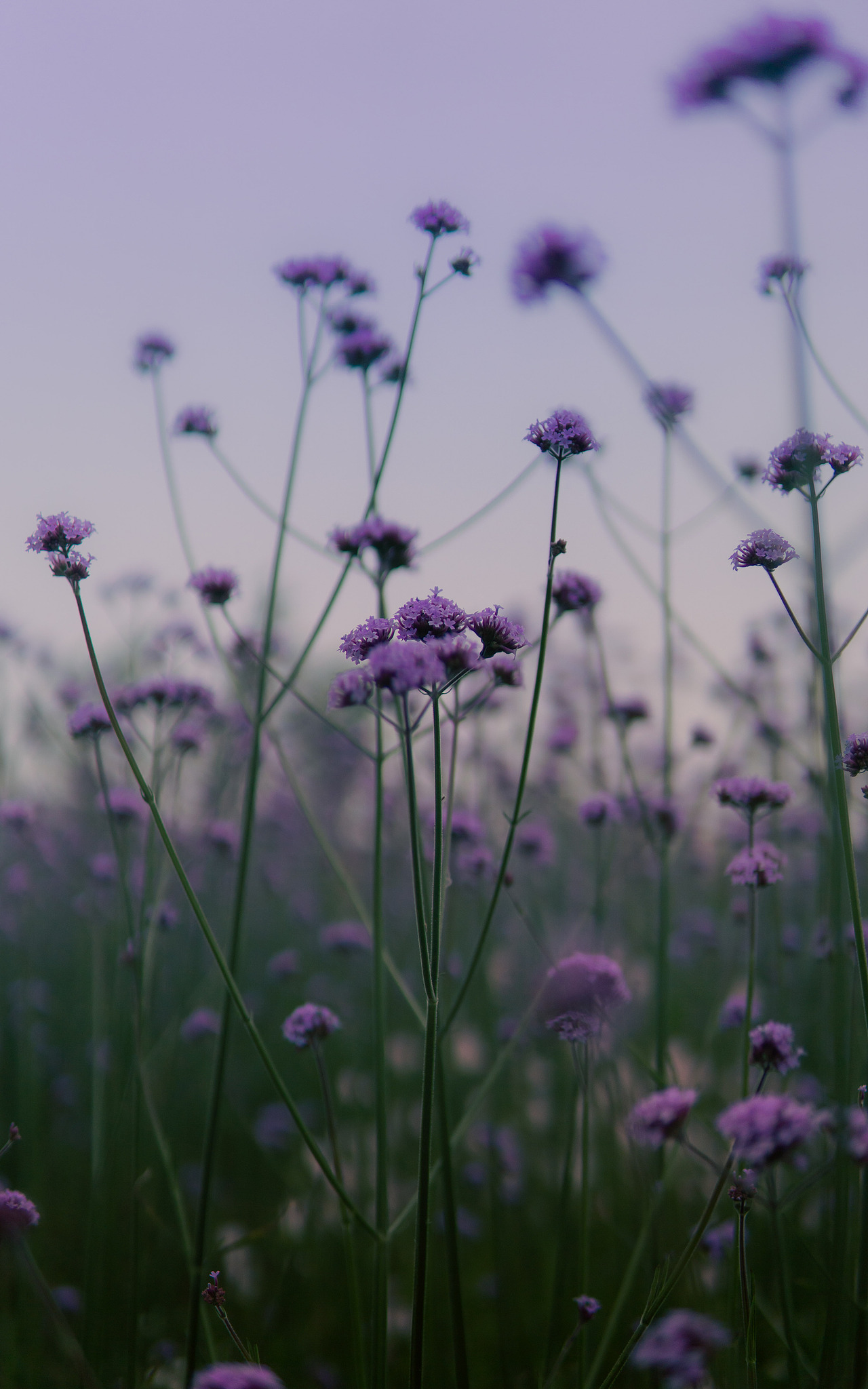 湘湖的春天-5月
