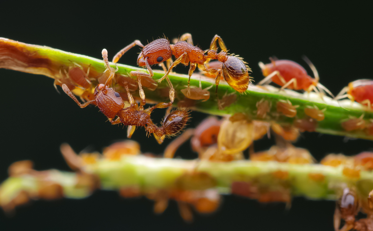 木盲切叶蚁工蚁图片
