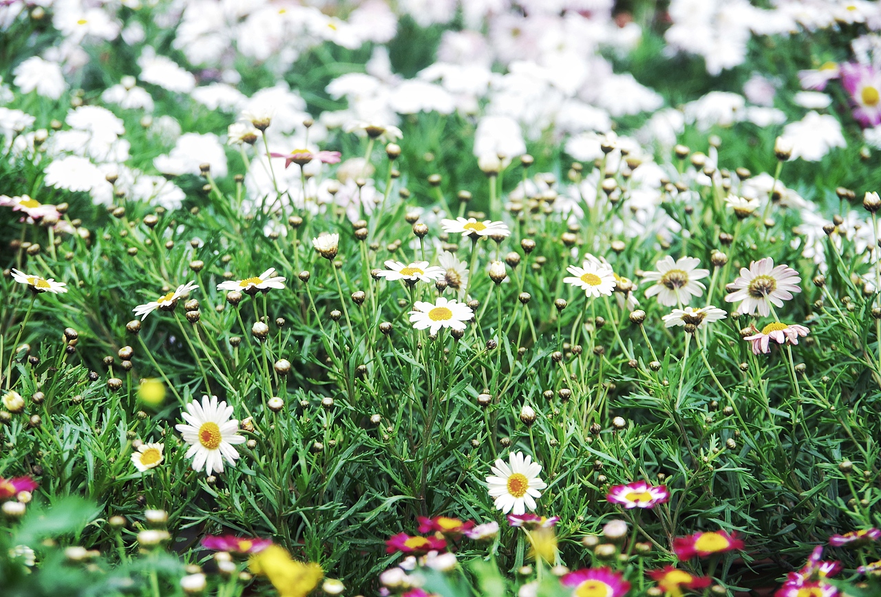 深圳荷兰花卉小镇 花花世界（图ZNjk0MzA2MjA=） - 产品摄影 - 站酷设计师chenzehui原创素材 - 站酷ZCOOL