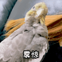 玄凤鹦鹉微信表情包 《波炮第一弹》上线啦~（图ZMjU5OTk5OTE2） - 网络表情 - 站酷设计师眼袋兔原创素材 - 站酷ZCOOL