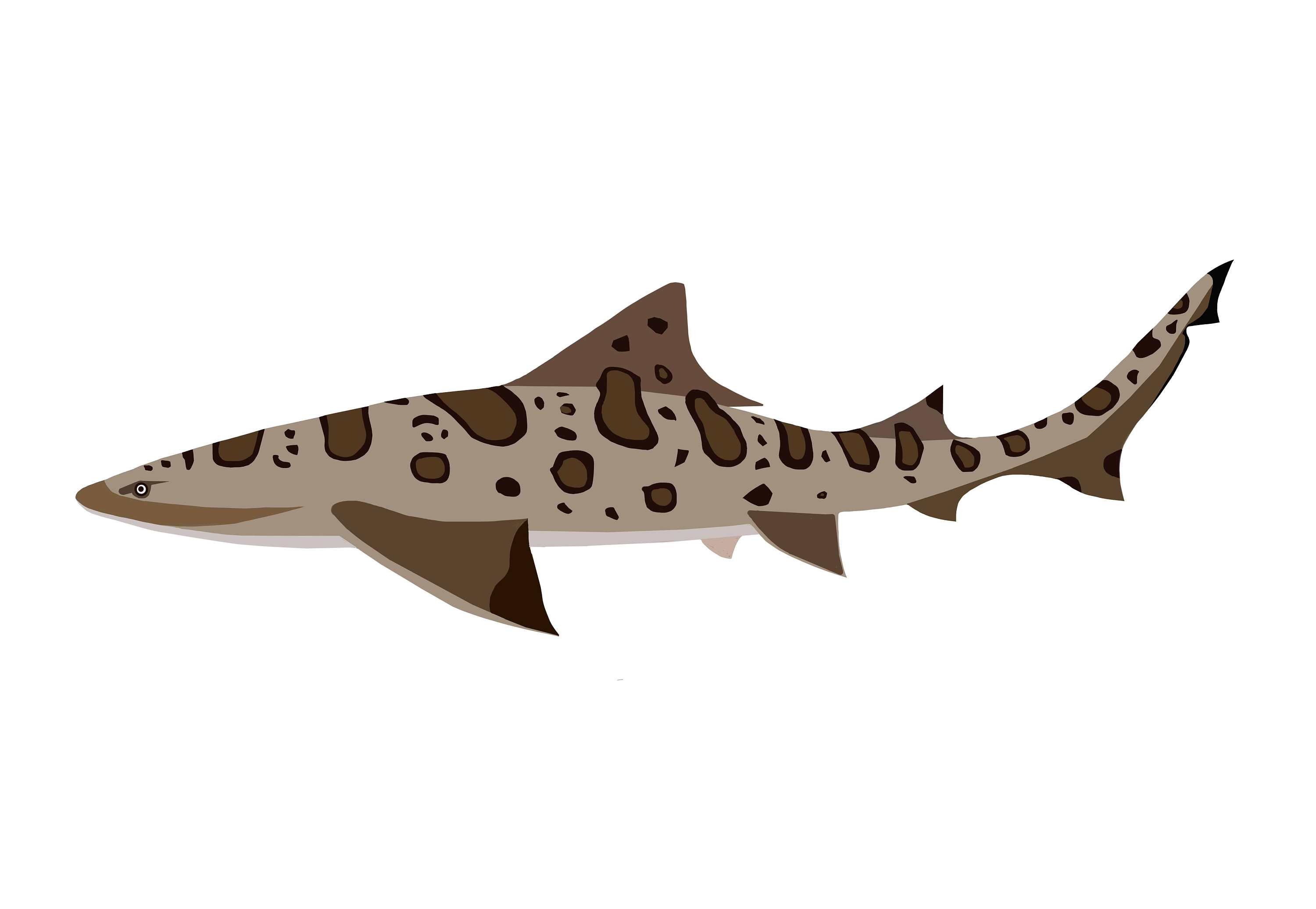 鲨鱼|插画|创作习作|海色鲨_原创作品-站酷(zcool)