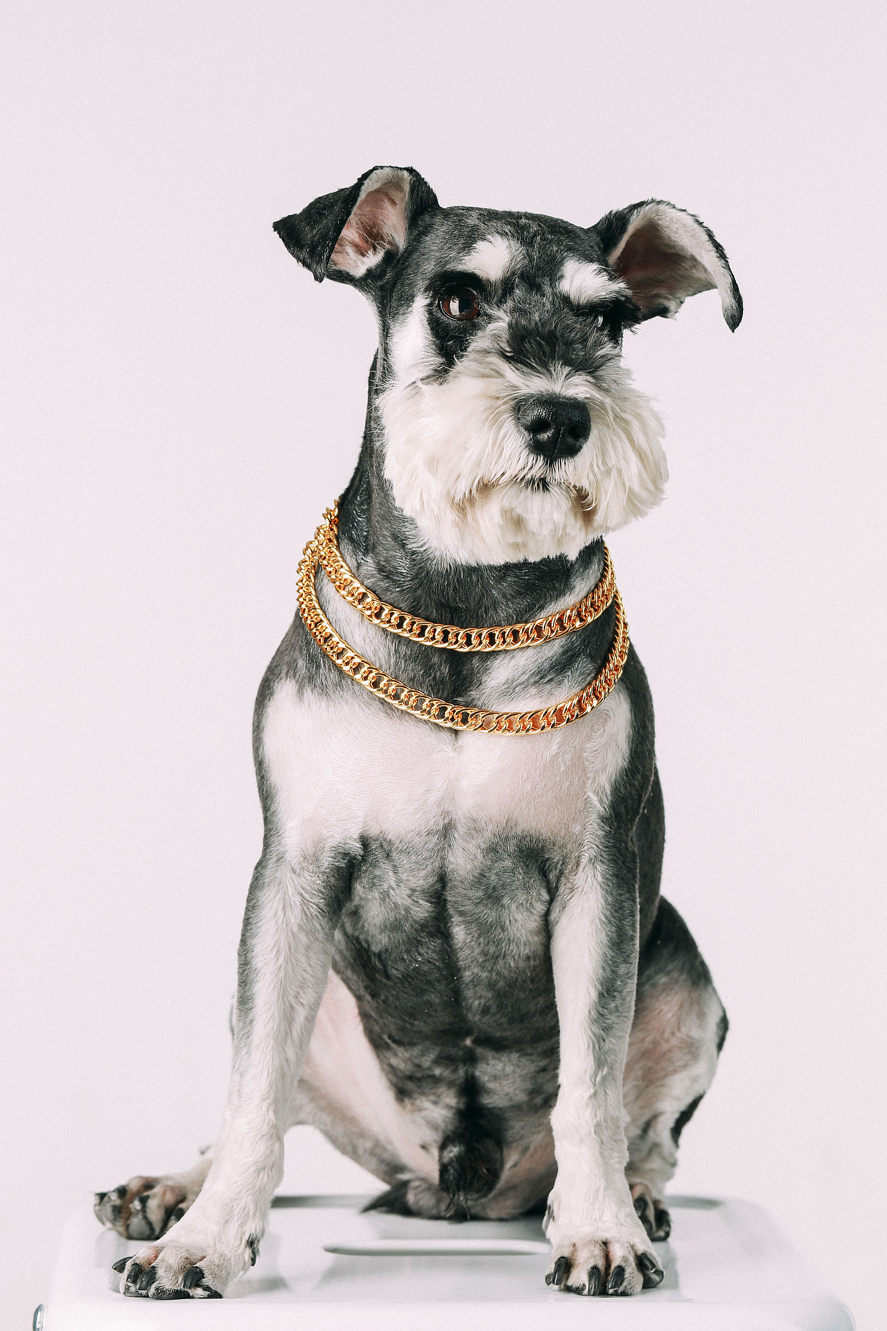 一只又叫糖豆的火鍋（圖ZMTE0MTM4NzI4） - 寵物攝影 - 站酷設計師李屹倬原創(chuàng)素材 - 站酷ZCOOL