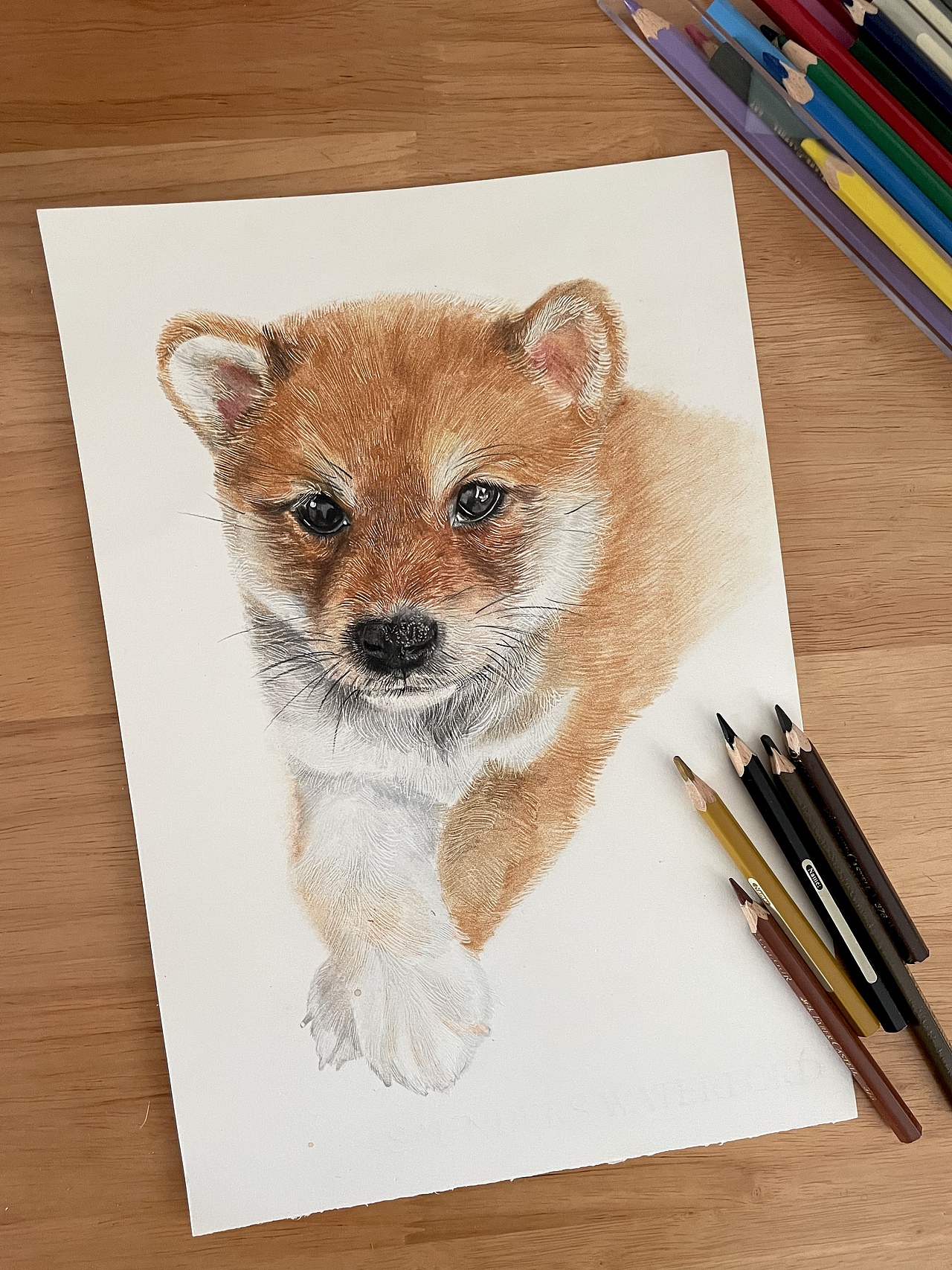 彩铅柴犬小狗原创作品