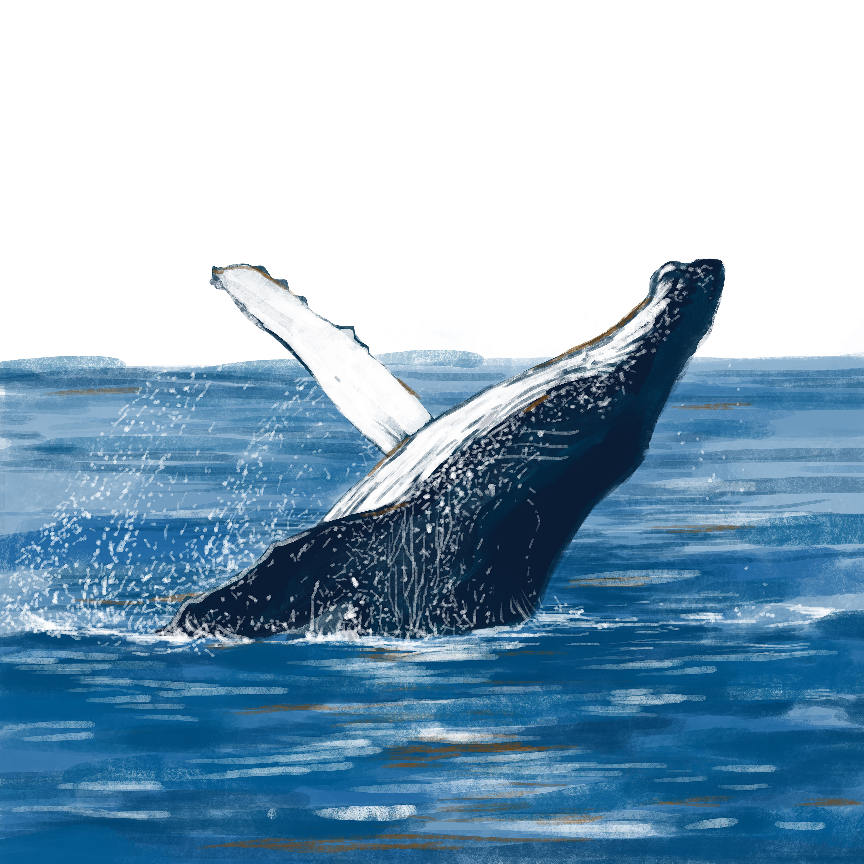 壁纸 海，哺乳动物，座头鲸，水下 1920x1200 HD 高清壁纸, 图片, 照片