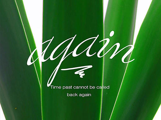 原创手机壁纸（植物篇）