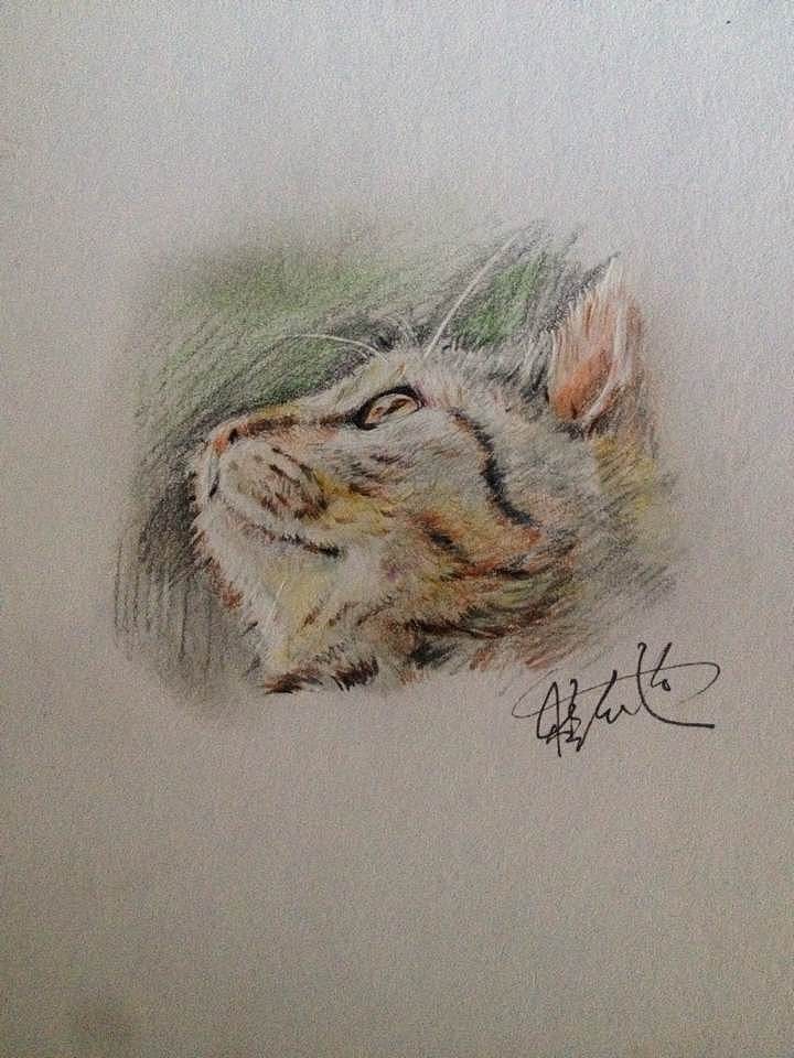 猫（图ZMTQ4ODE4NjA=） - 创作习作 - 站酷设计师SC_EONE原创素材 - 站酷ZCOOL