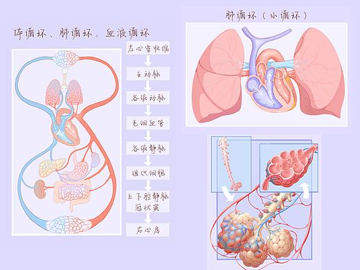 医学插画｜肺循环