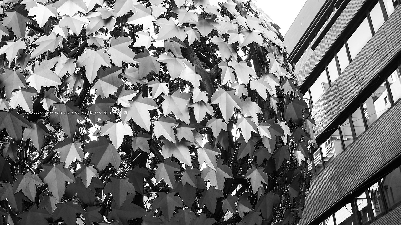 我的生活方式-上海的某一条街 ONE（图ZMTk0NDQ5NTU2） - 人文/纪实摄影 - 站酷设计师刘小晋原创素材 - 站酷ZCOOL