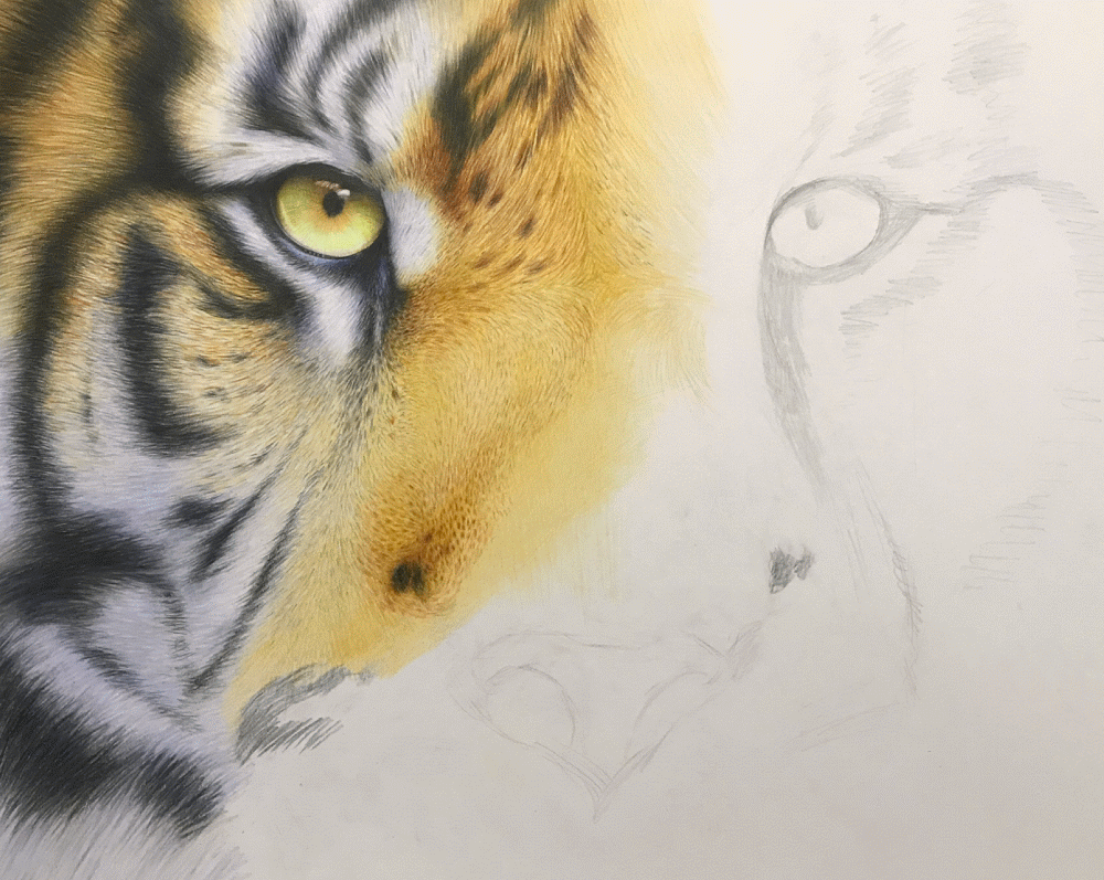 彩铅练习 虎（图ZMTQxODM2MTUy） - 绘画 - 站酷设计师鸟哥插画原创素材 - 站酷ZCOOL