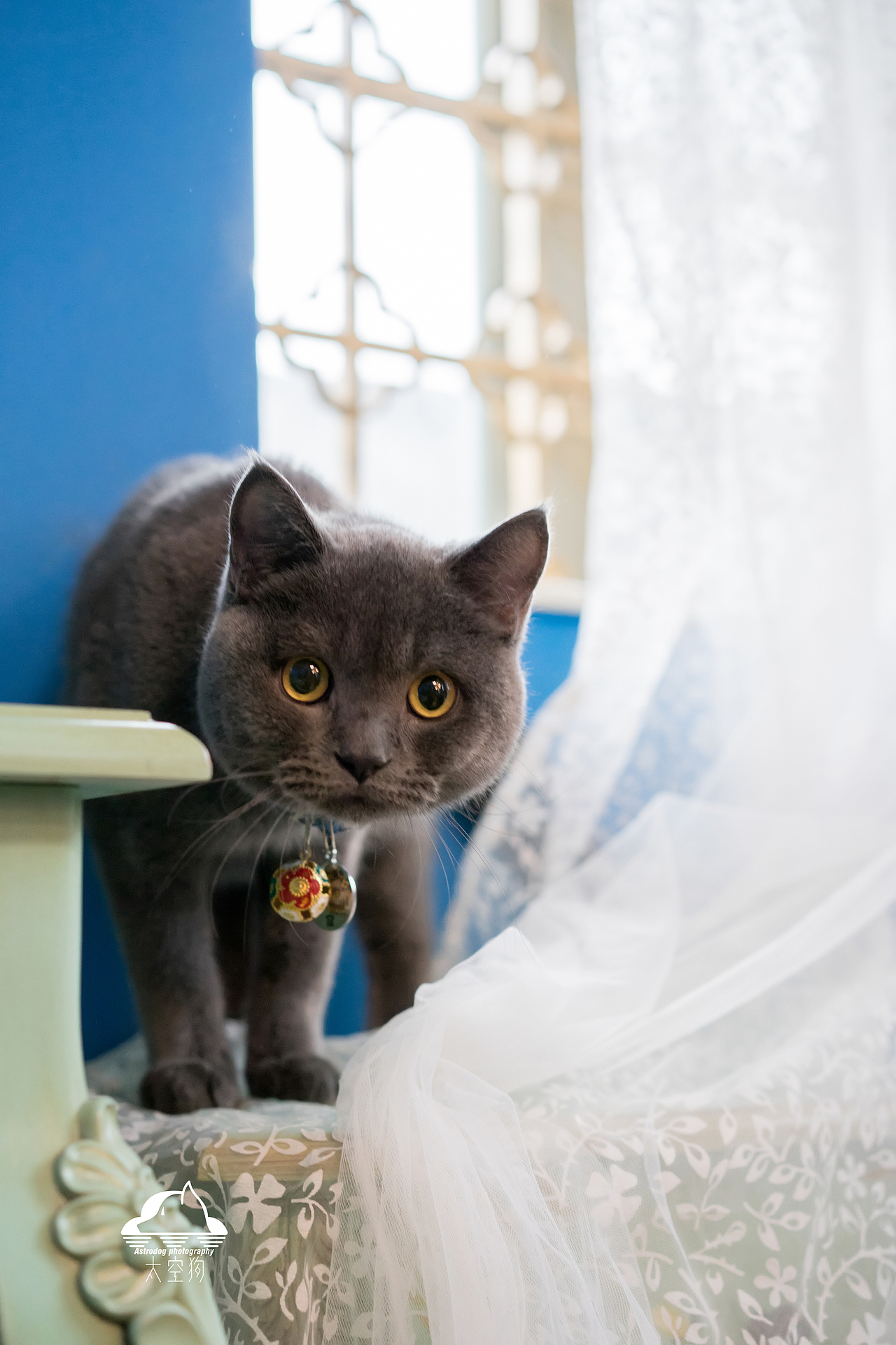 太空狗宠物摄影 英短蓝猫乐乐