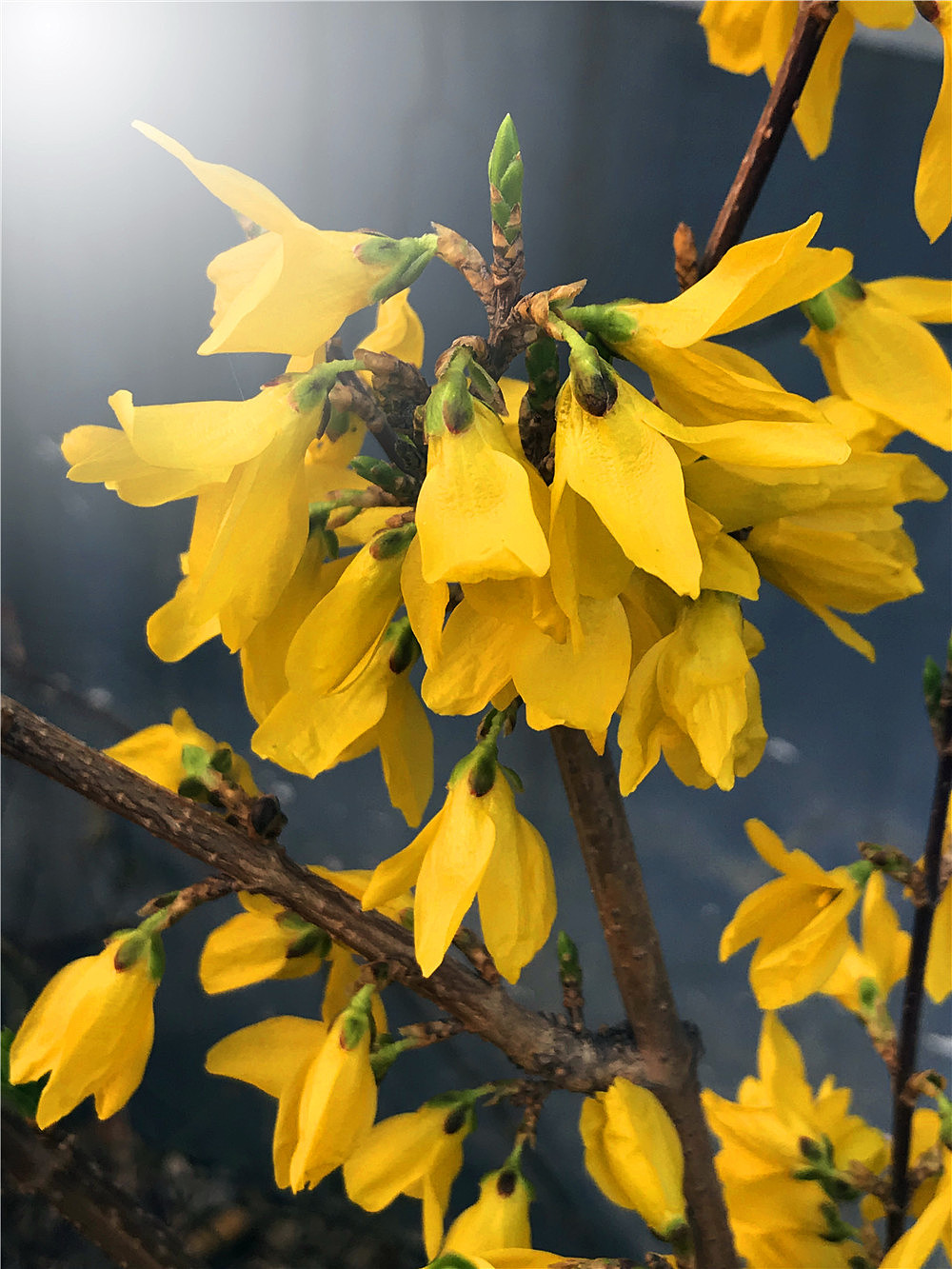 连翘花开|摄影|人文/纪实摄影|刘勇良意创书设 - 原创作品 - 站酷