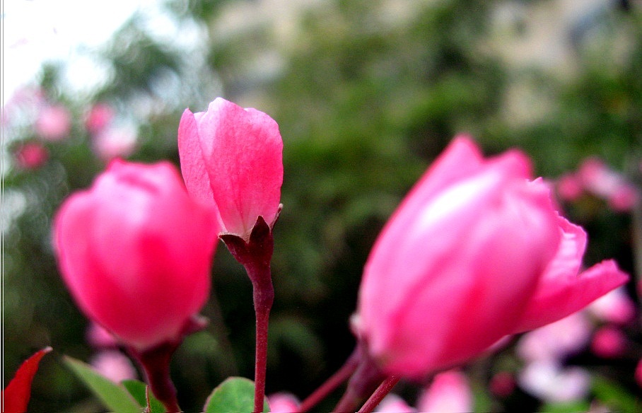 春之艳4（荣氏风尚原创）（图ZNTQ1NTQ5Mg==） - 风光摄影 - 站酷设计师摩摩超人原创素材 - 站酷ZCOOL