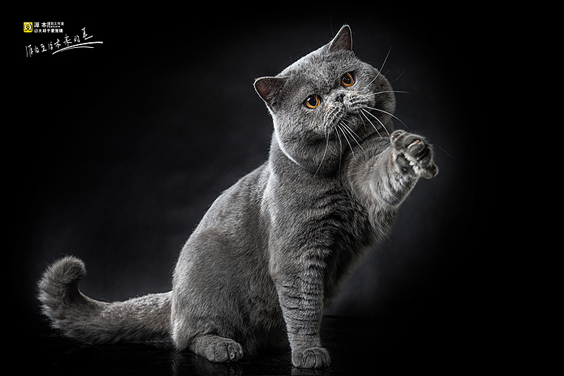 可以叫他 “墩墩”（图ZMjg2MTU5NTY=） - 宠物摄影 - 站酷设计师naturephoto原创素材 - 站酷ZCOOL