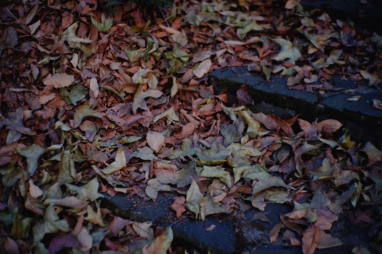 岳麓山——不同的起点上山 有着不同的心情
