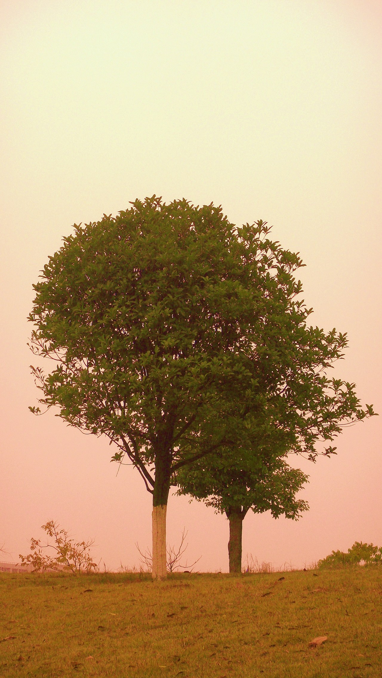 黄昏下的那棵树