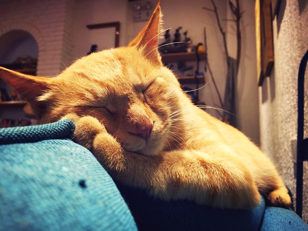 世界各地内些一面之缘的喵cat