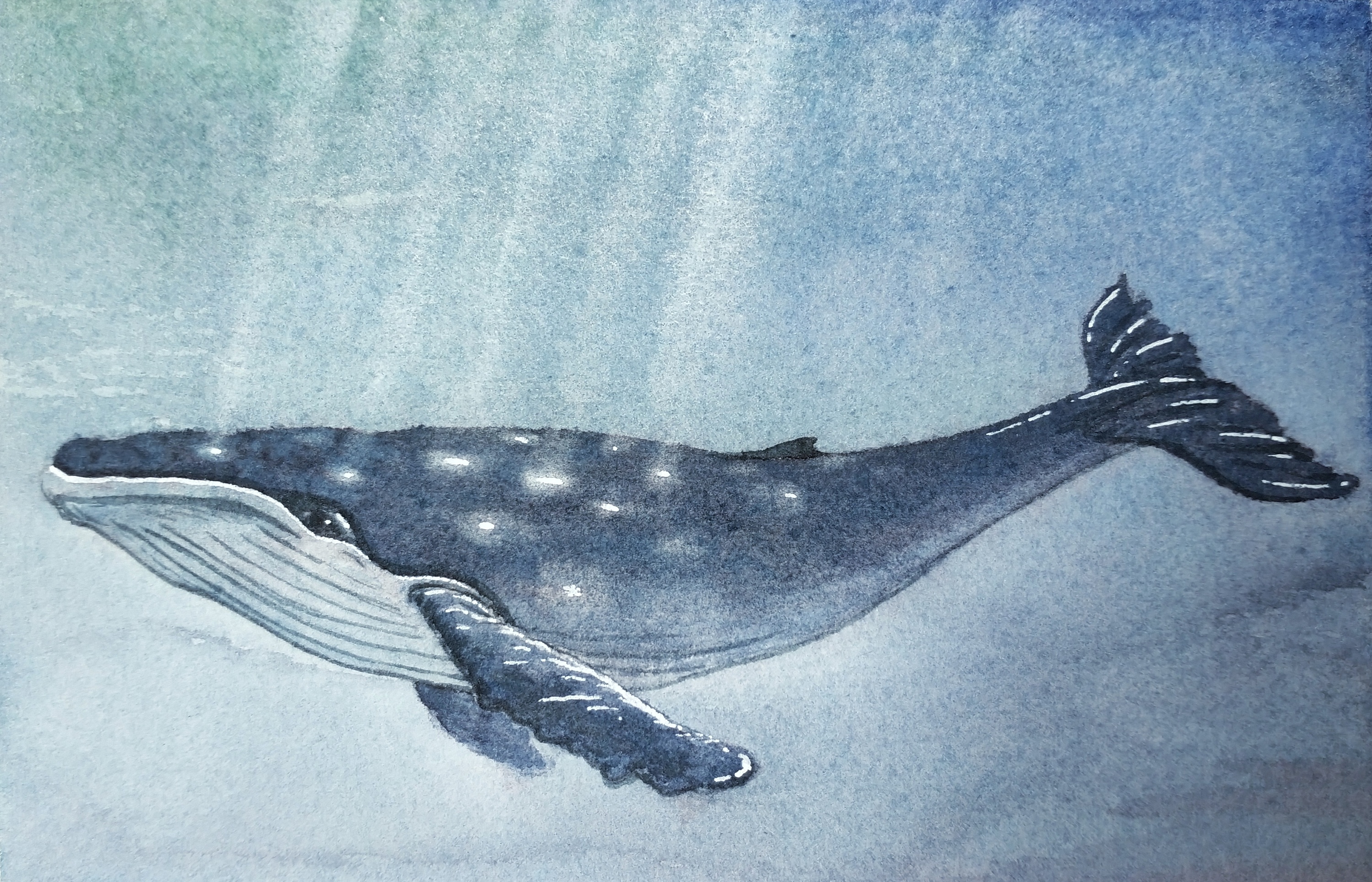 大鲸鱼|插画|创作习作|一手好棋 - 原创作品 - 站酷 (zcool)