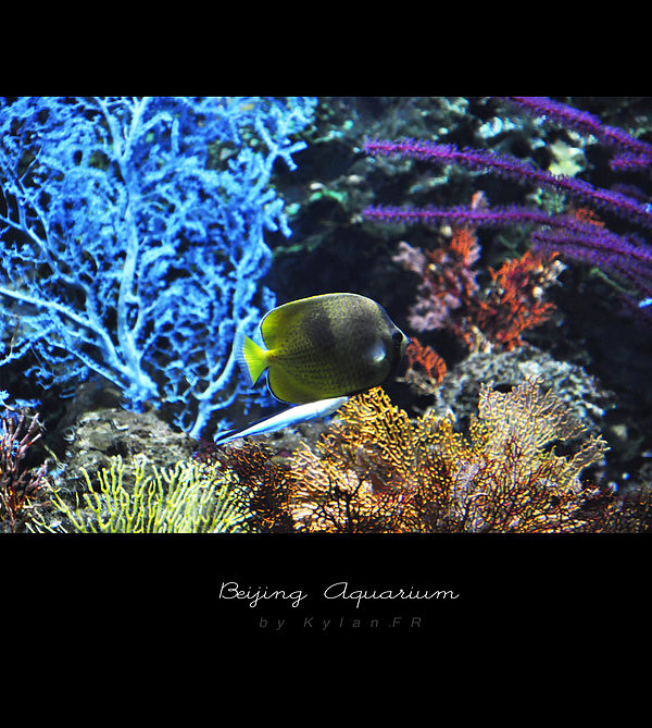 魚的世界很自由^Beijing Aquarium（圖ZMjMzNTY1Mg==） - 風(fēng)光攝影 - 站酷設(shè)計師Kylan原創(chuàng)素材 - 站酷ZCOOL