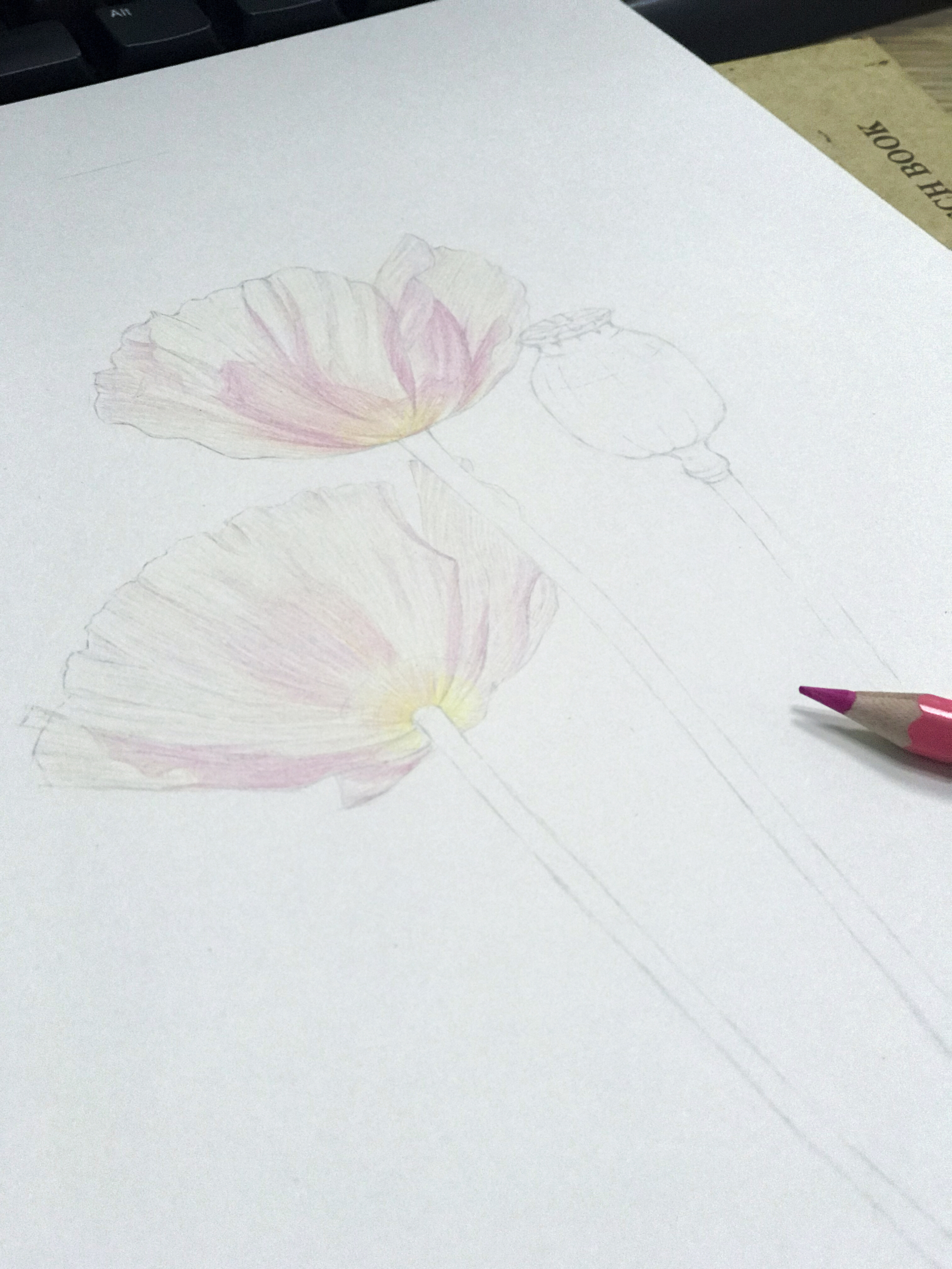 罂粟花手绘 彩铅图片