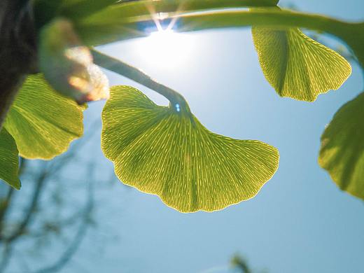 银杏叶与光