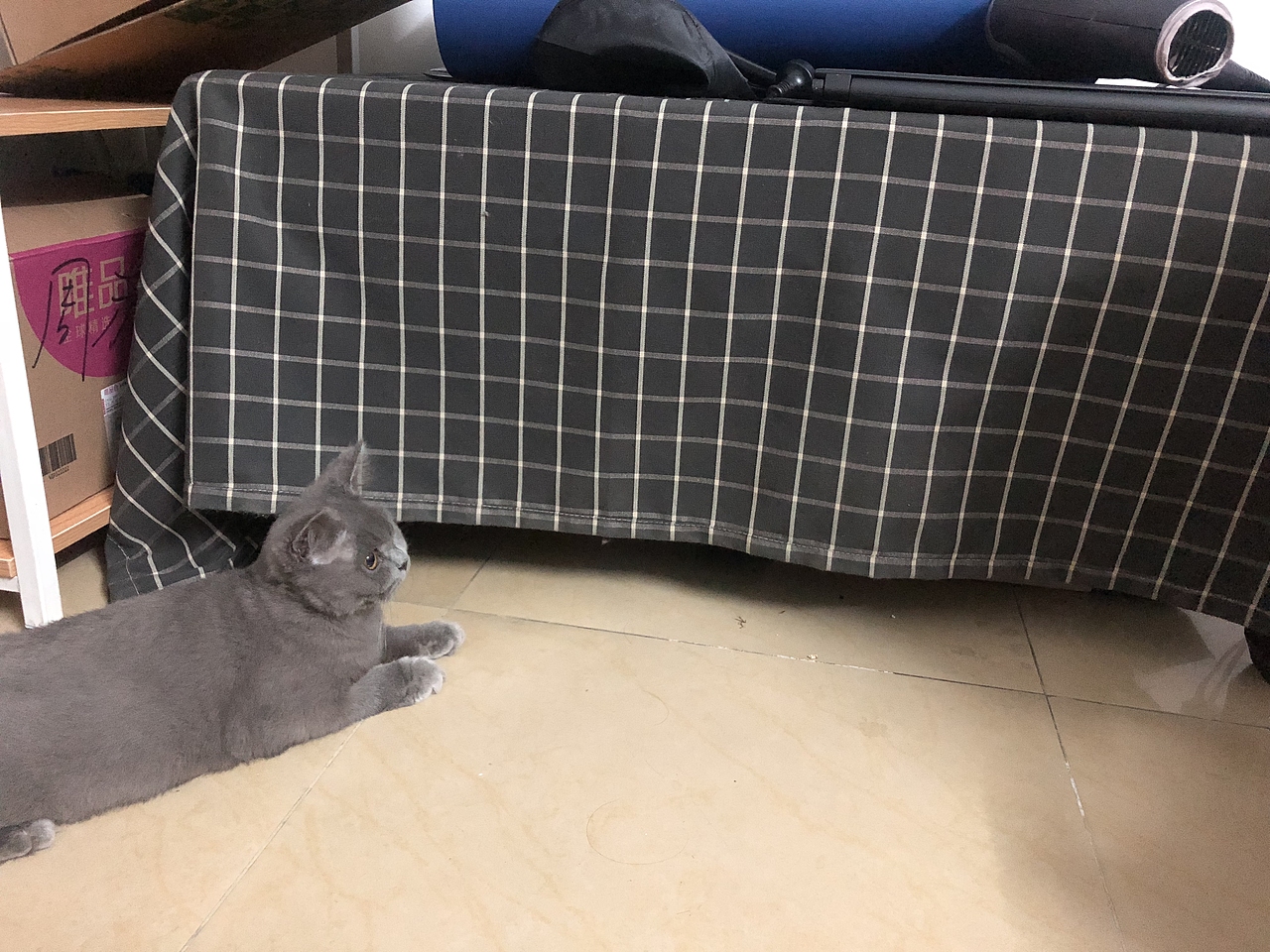 蛋蛋因为没出去就劈叉