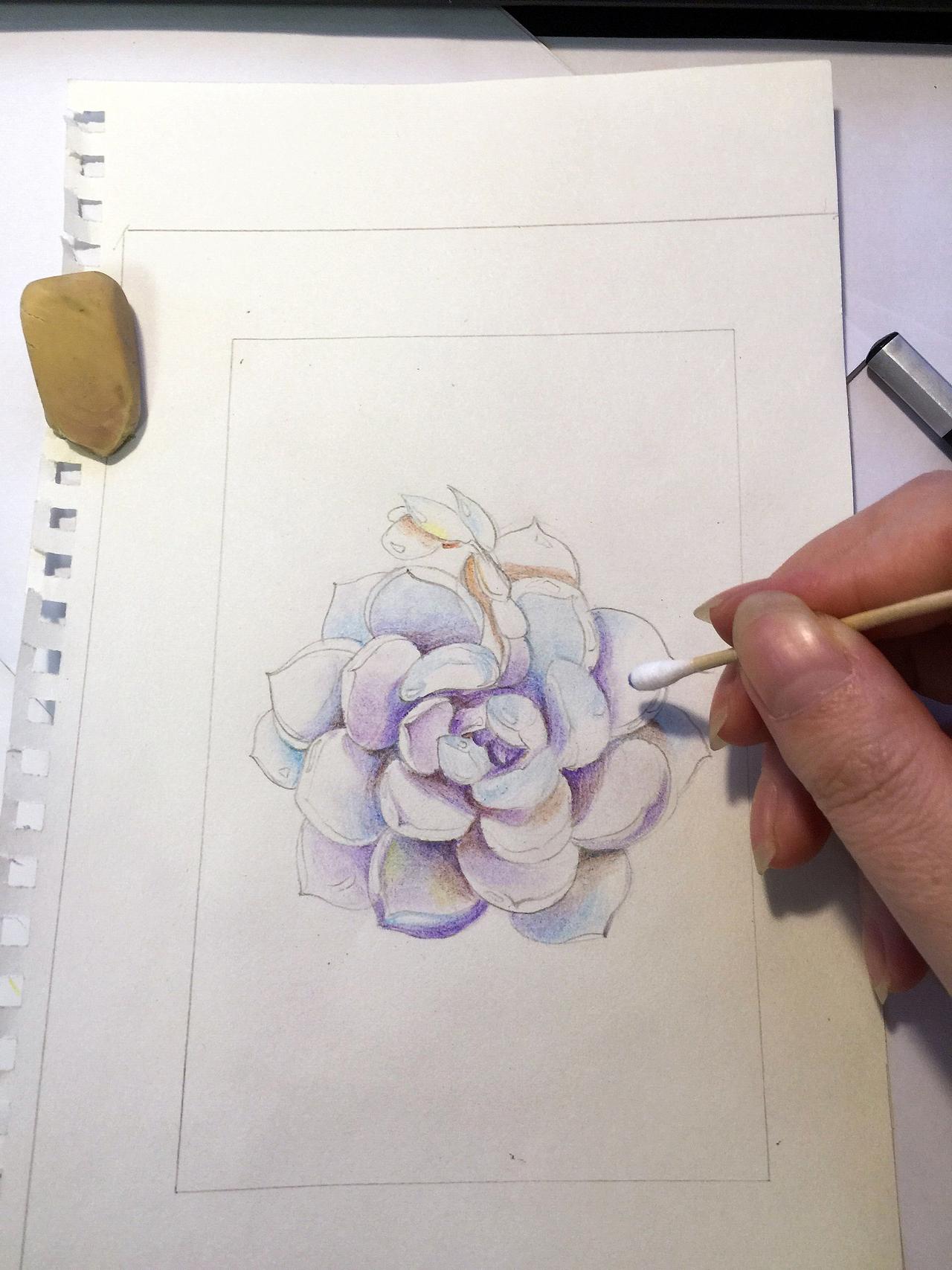 彩铅多肉-厚叶花月夜临摹