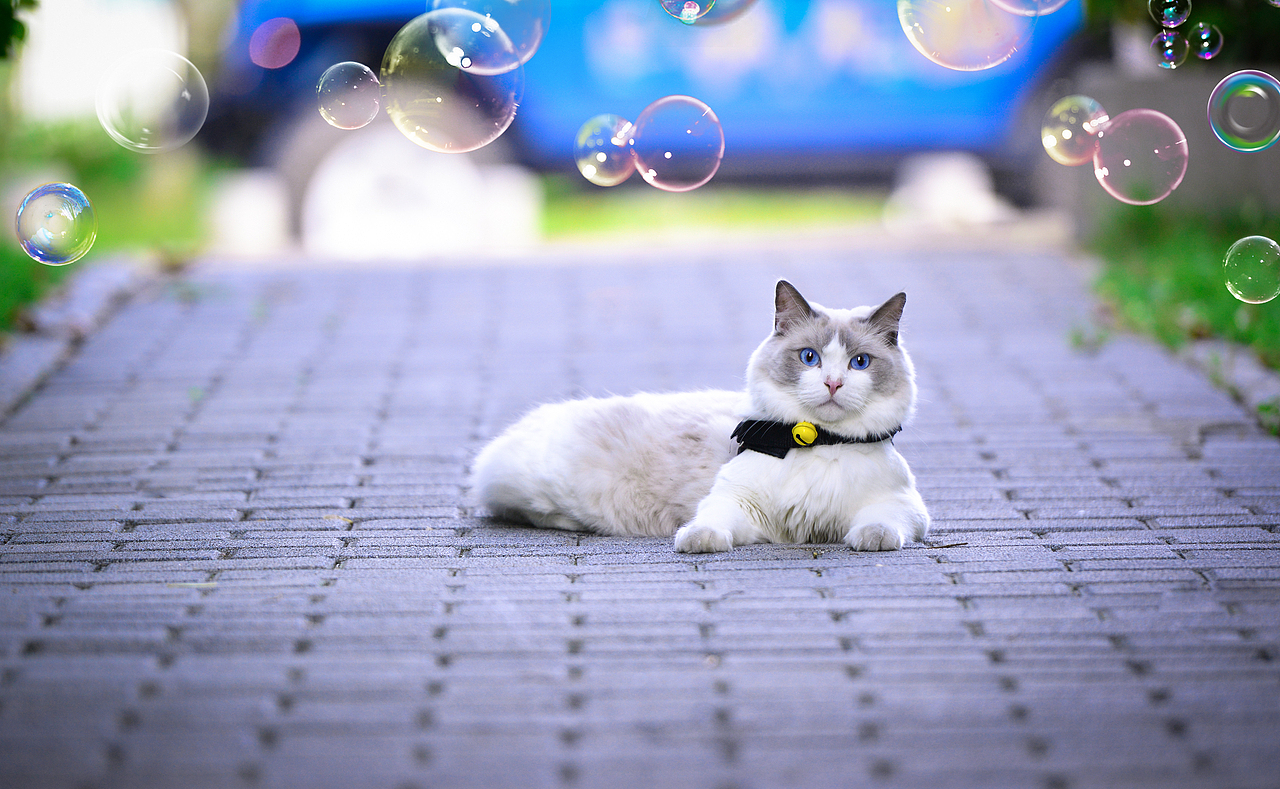 深圳宠物摄影-珀珀宠影之布偶猫（图ZMTIwNTM3MjIw） - 宠物摄影 - 站酷设计师珀珀视觉原创素材 - 站酷ZCOOL