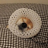 噜噜噜噜噜噜鹿的头像