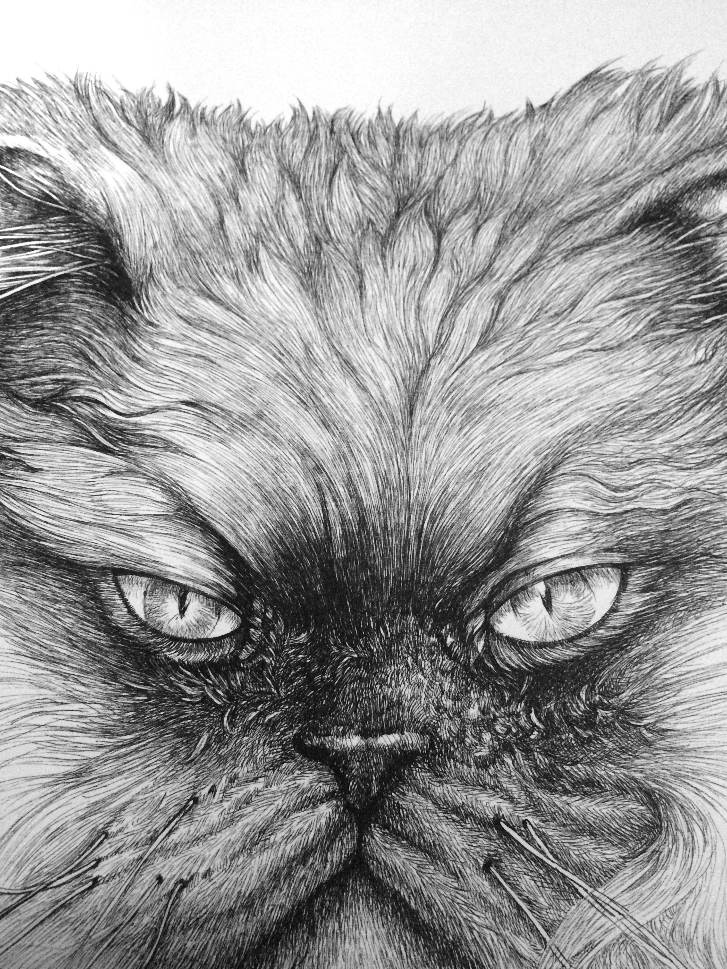 大缅因(鳌拜猫)