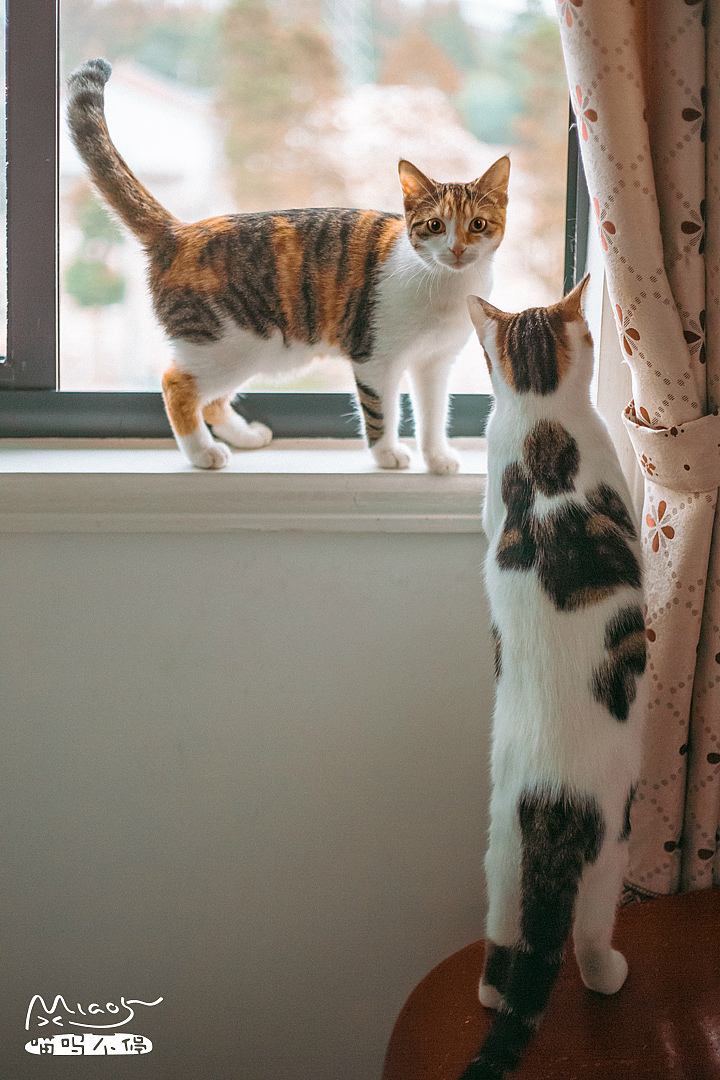 别回头,有情况,继续跟我说话~